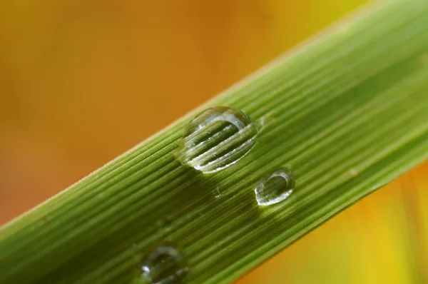 Çimlerin üzerindeki çiy damlaları.