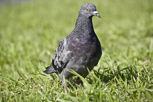 Güvercin bir çim