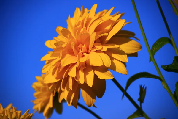 Flor amarela brilhante — Fotografia de Stock