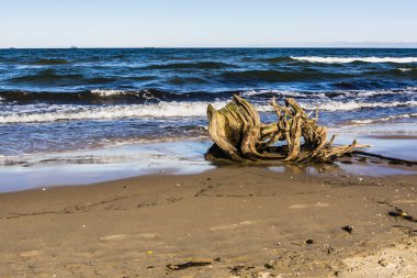Ağaç kök sahilde yıkanmış.