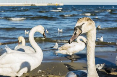 Dilsiz kuğu (Kuğu rengi))