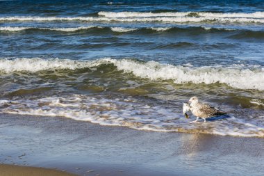 Onun gaga martı balık.