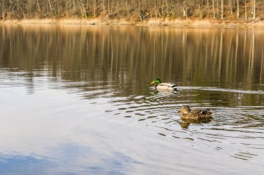Pair of mallards.