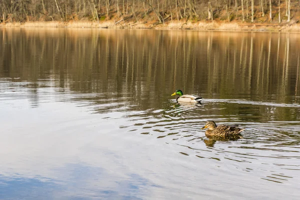 Пара Mallards . — стокове фото