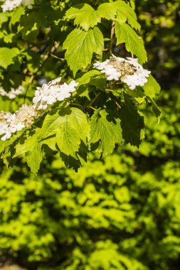Beyaz çiçek kartopu sargentii.