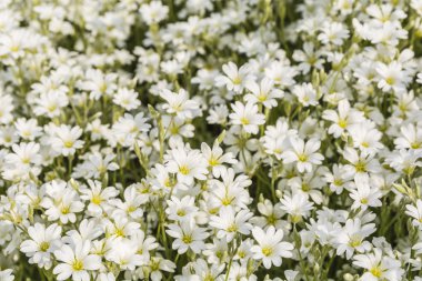 Cerastium biebersteinii Dc..