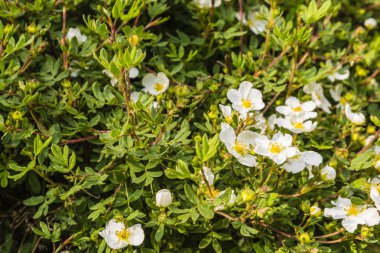 Potentilla fruticosa L..