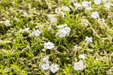 Phlox nivalis Lodd. Tatlı EX.