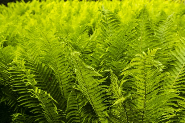 Matteuccia struthiopteris (L.) Todaro. — Fotografia de Stock