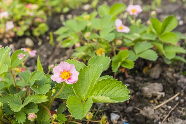 Fresa - Fragaria x Comarum Pink Panda . — Foto de Stock