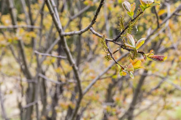 Inflorescência de um salgueiro (Salix silesiaca ). — Fotografia de Stock