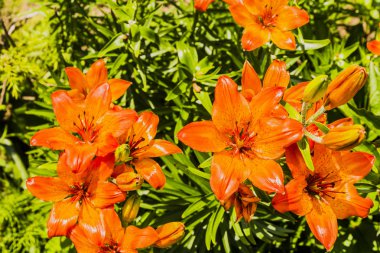 Bahçede çiçek açan Lily.