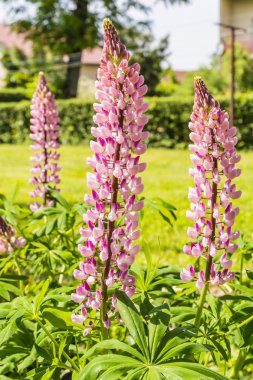 Lupinus polyphyllus L.