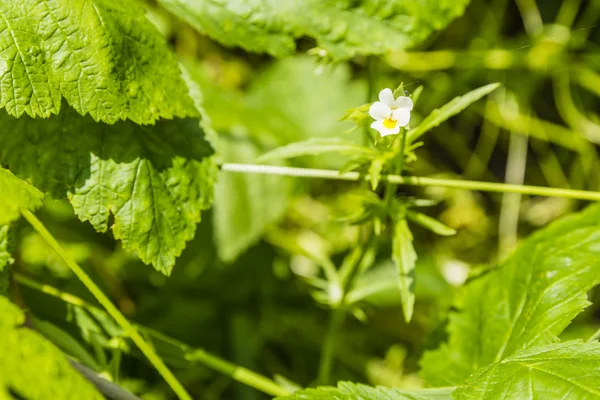 Viola arvensis (field pansy). — Stock Photo, Image