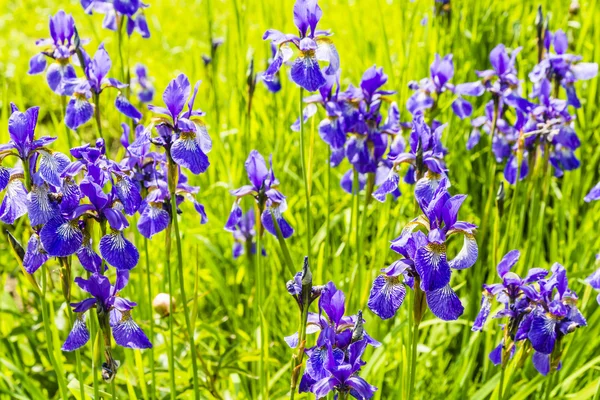 Iris sibirica L. — ストック写真