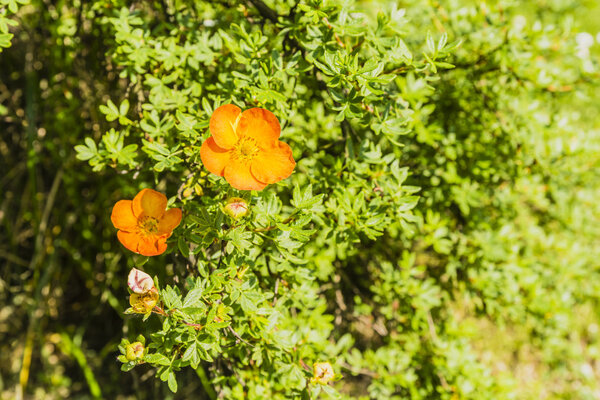 Potentilla fruticosa L.