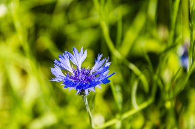 Centaurea cyanus, Peygamber Çiçeği.