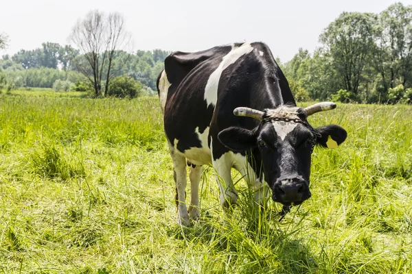 Bovino - Bos taurus taurus . — Foto de Stock