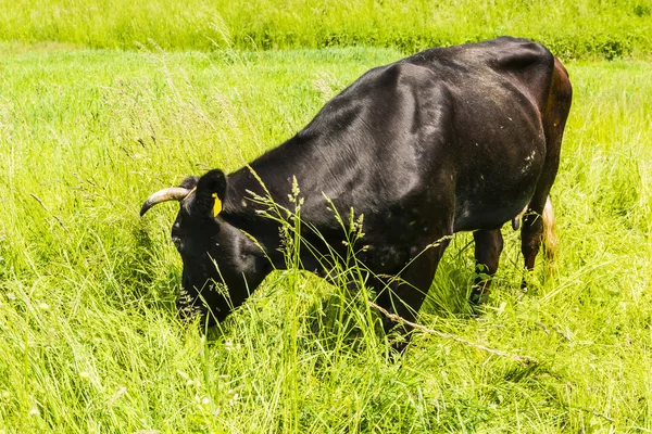 Vaca en el pasto. — Foto de Stock