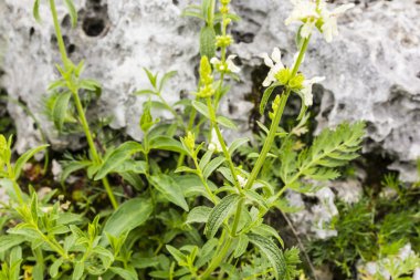 Stachys recta yaprak.