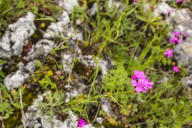 Pembe çiçekler bitkiler çiçeklenme.