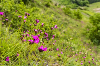 Çiçekli karanfil eğimi.