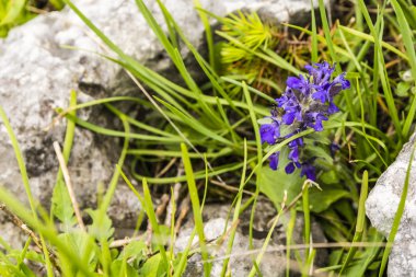 Ajuga genevensis, dik boru, mavi boru, Geneva bugleweed.
