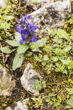 Çiçekli Ajuga genevensis (dik boru, mavi boru, Geneva bugleweed).