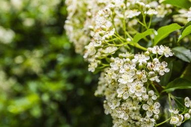 Ateş dikeni coccinea (Kızıl firethorn).