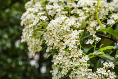 Bush çiçek açan bahar çiçekleri. 