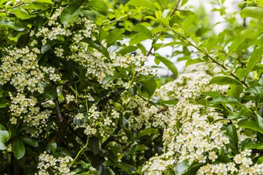 Arı sinek çiçekler için.