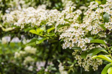 Çit çiçek açan çiçekler.