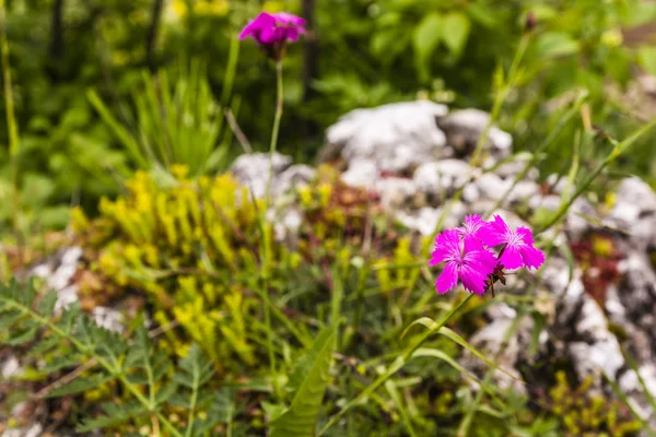 Dianthus carthusianorum (Carthusian 핑크). — 스톡 사진