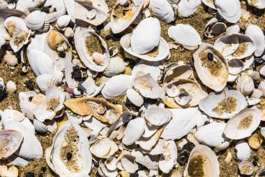 Kabukları doğal bir desen oluşturmak.