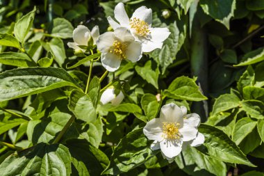 Philadelphus L. (sahte-turuncu).
