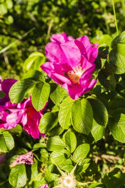 Rosa rugosa lanatus. -Çiçekli bitki.