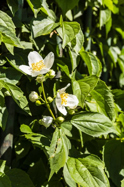 Fehér virágok - cserje Philadelphosz L. (ál-narancs). — Stock Fotó