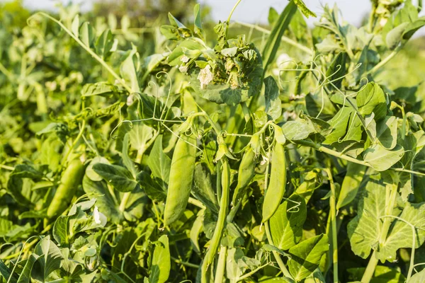 Pisum sativum L. - guisante . — Foto de Stock