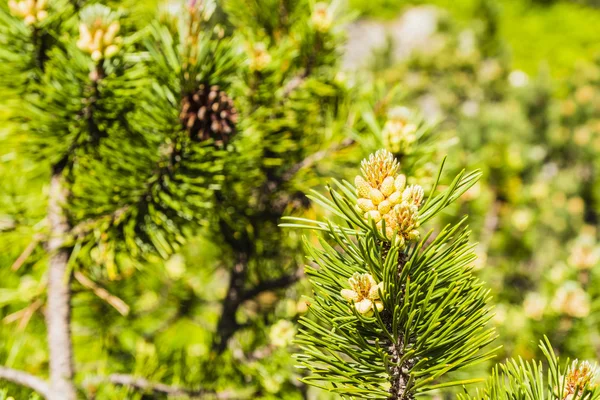 Manliga pollen producerar strobili. — Stockfoto