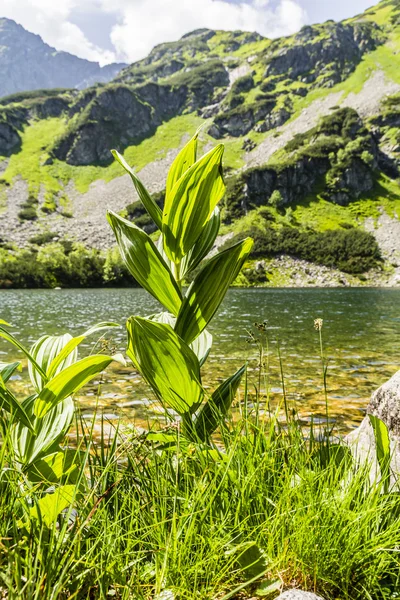 Veratrum lobelianum status ochronny.. — Zdjęcie stockowe