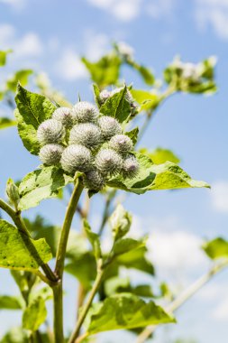 Arctium tomentosum (dulavratotu yünlü, tüylü dulavratotu).