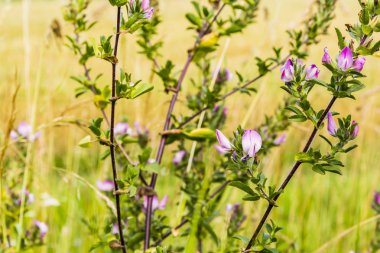 Subshrub - Ononis spinosa L..