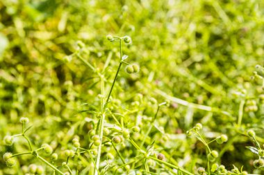 Galium aparine L..