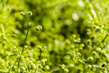 Galium aparine L..