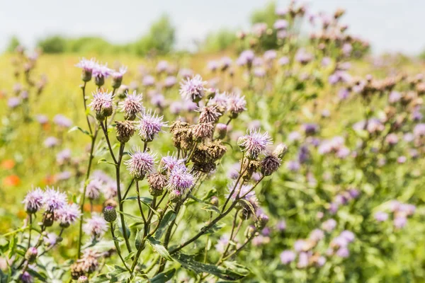 Mauvaises herbes dans les champs cultivés . — Photo