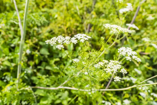 Chaerophyllum bulbosum L.. — Stock fotografie