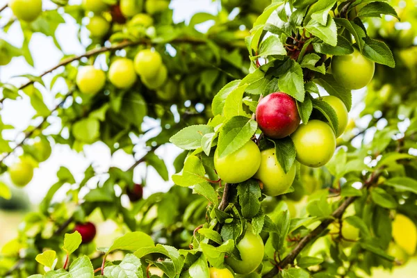 El fruto rojo maduro de la ciruela . — Foto de Stock