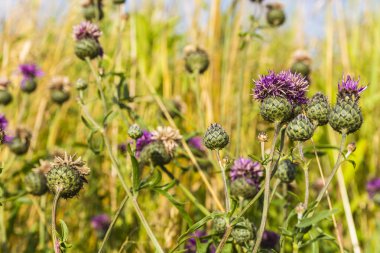 Centaurea scabiosa, büyük Knapweed.