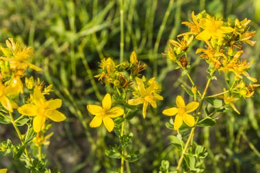 Hypericum perforatum, perforate St John's-wort, ortak Saint John's wort, St John's wort.