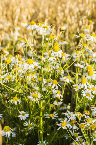 Hierba de los campos cultivados - Tripleurospermum indorum . — Foto de Stock